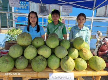 รับมอบส้มโอพันธุ์ขาวใหญ่ จากสหกรณ์การเกษตรบางคนที จำกัด ... พารามิเตอร์รูปภาพ 4